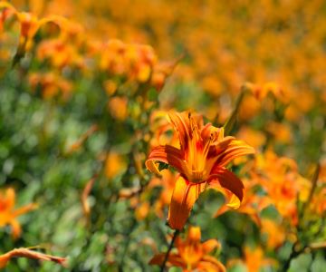 ［花蓮］清水斷崖奇景、瑞穗秘境旅宿、六十石山金針花毯二日