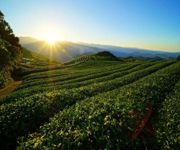 ［雲嘉］漫步太平雲梯、台版金閣寺、成美賞景樂活二日