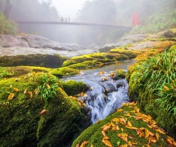 ［南投］杉林溪自然美景、溪頭仙境森漫遊二日